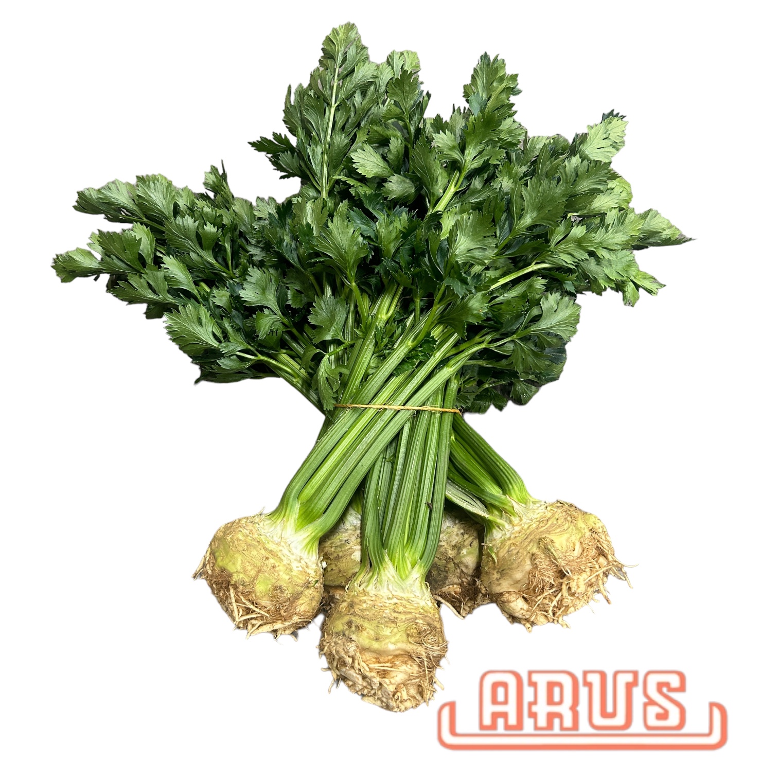 Sellerie "mit Grün" 5er - Bunde -