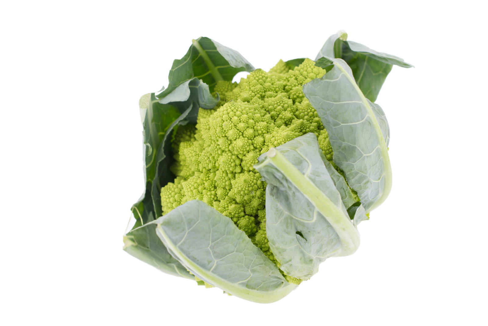 Romanesco 8er -dtsch.-