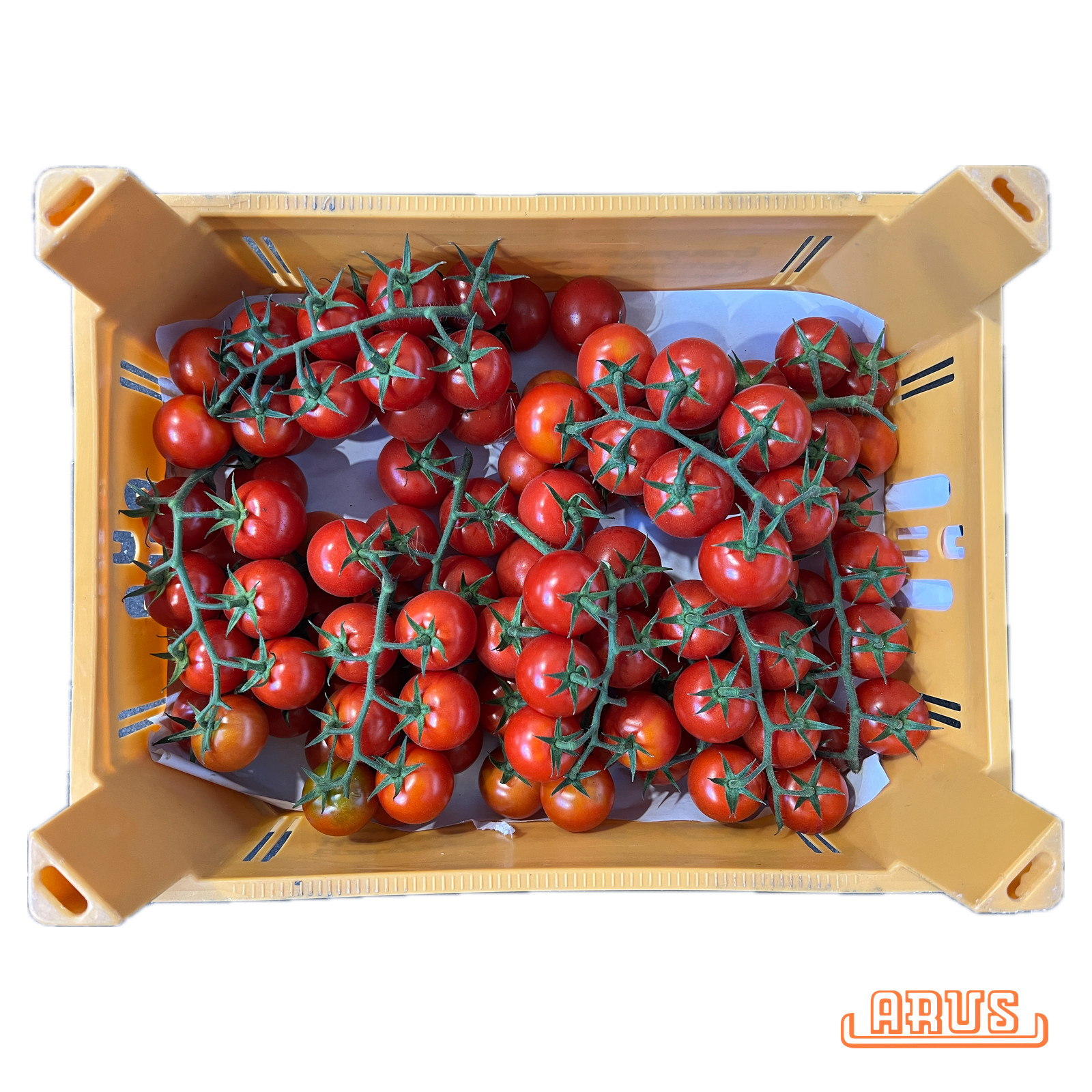 Cherrystraucht. "Rote Perle" 3kg - dtsch. -