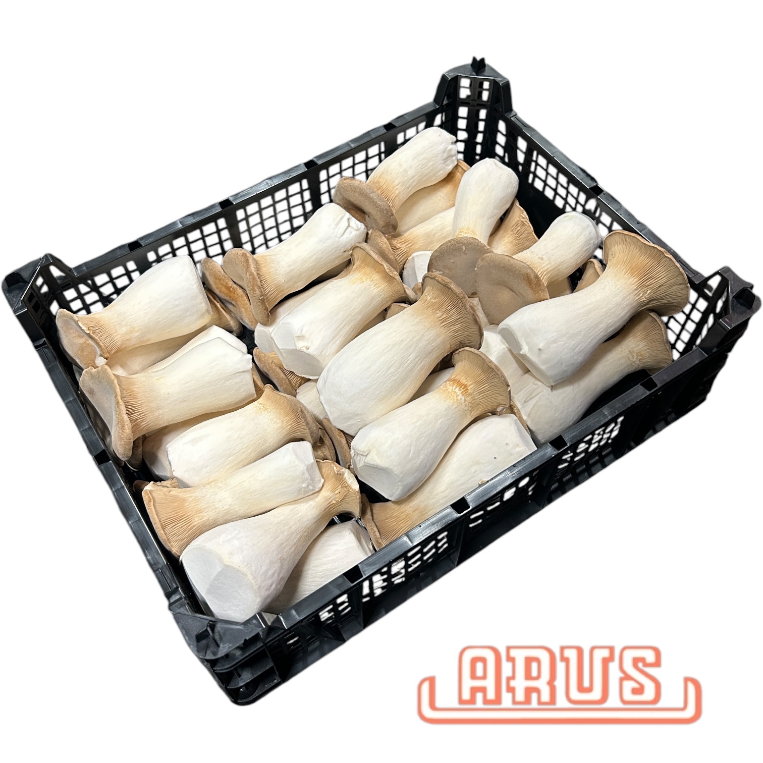 Kräutersaitlinge 2kg