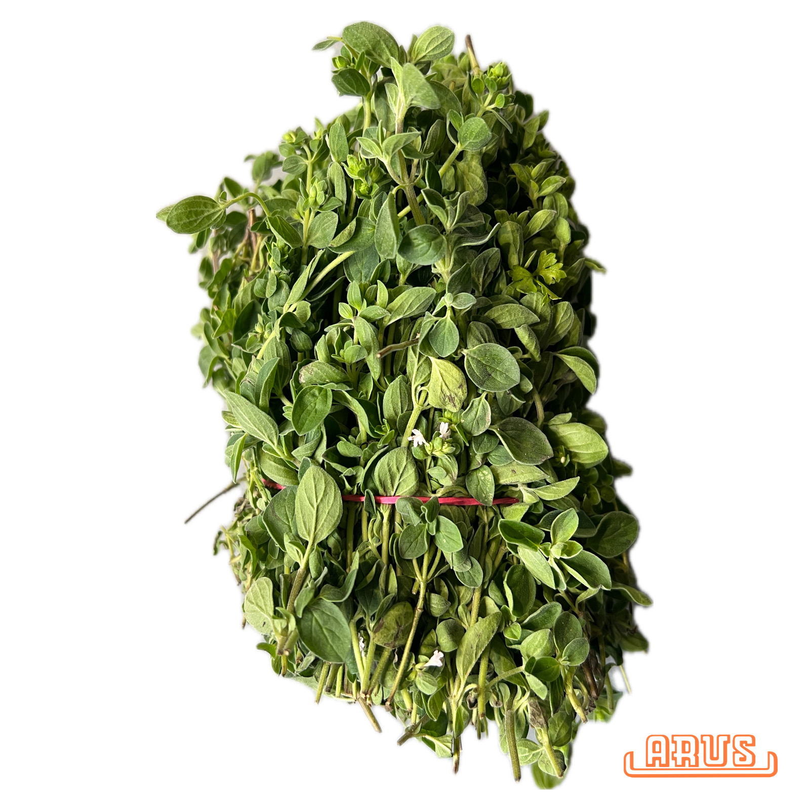 Oregano Bunde -dtsch.-