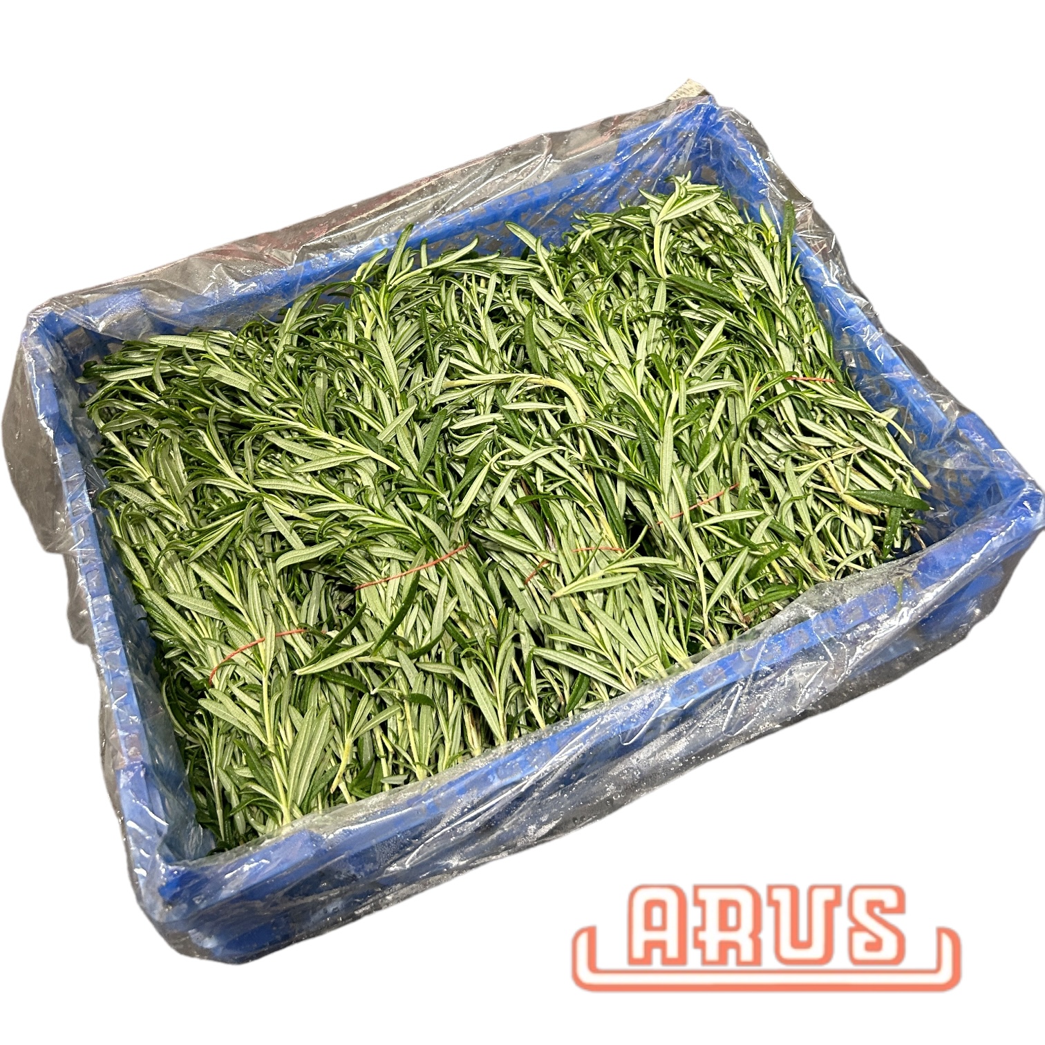 Rosmarin Bunde -dtsch.-