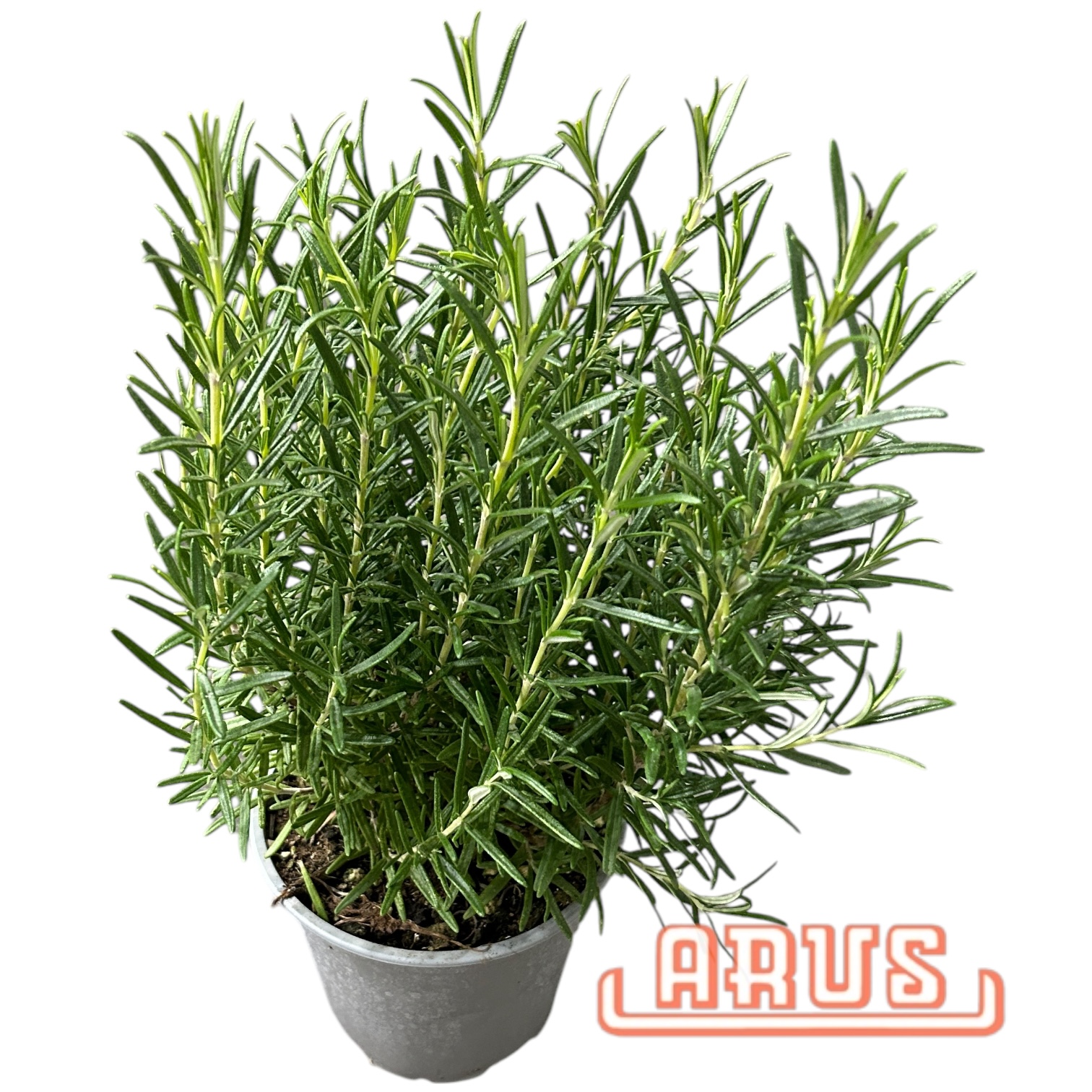 Rosmarin Töpfe "winterfest, 13cm" - ital. -