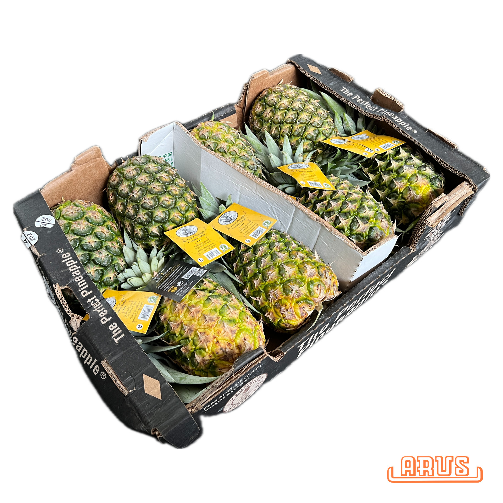 Sweet-Ananas "Chestnut Hill, Extra Sweet" 8er