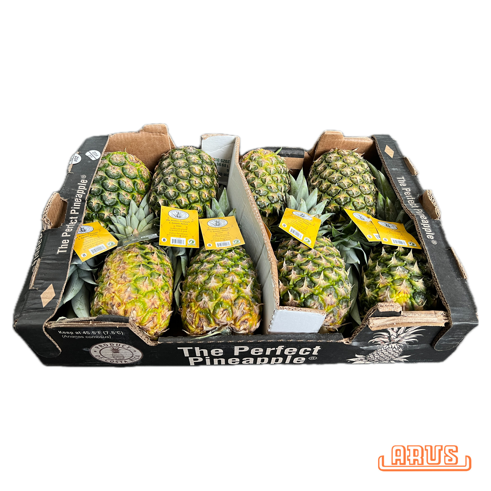 Sweet-Ananas "Chestnut Hill, Extra Sweet" 8er