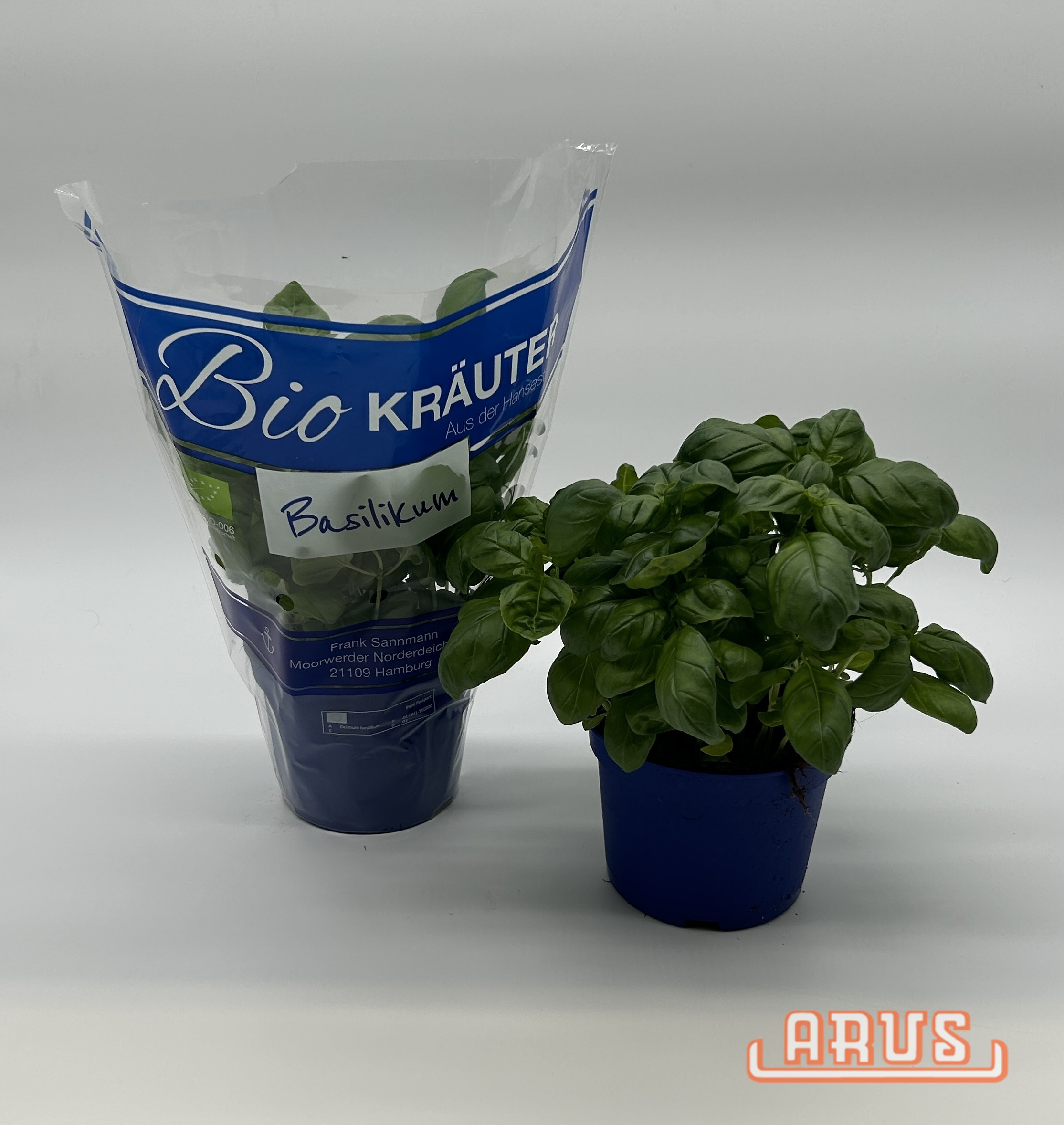 BIO Töpfe Basilikum, 13cm