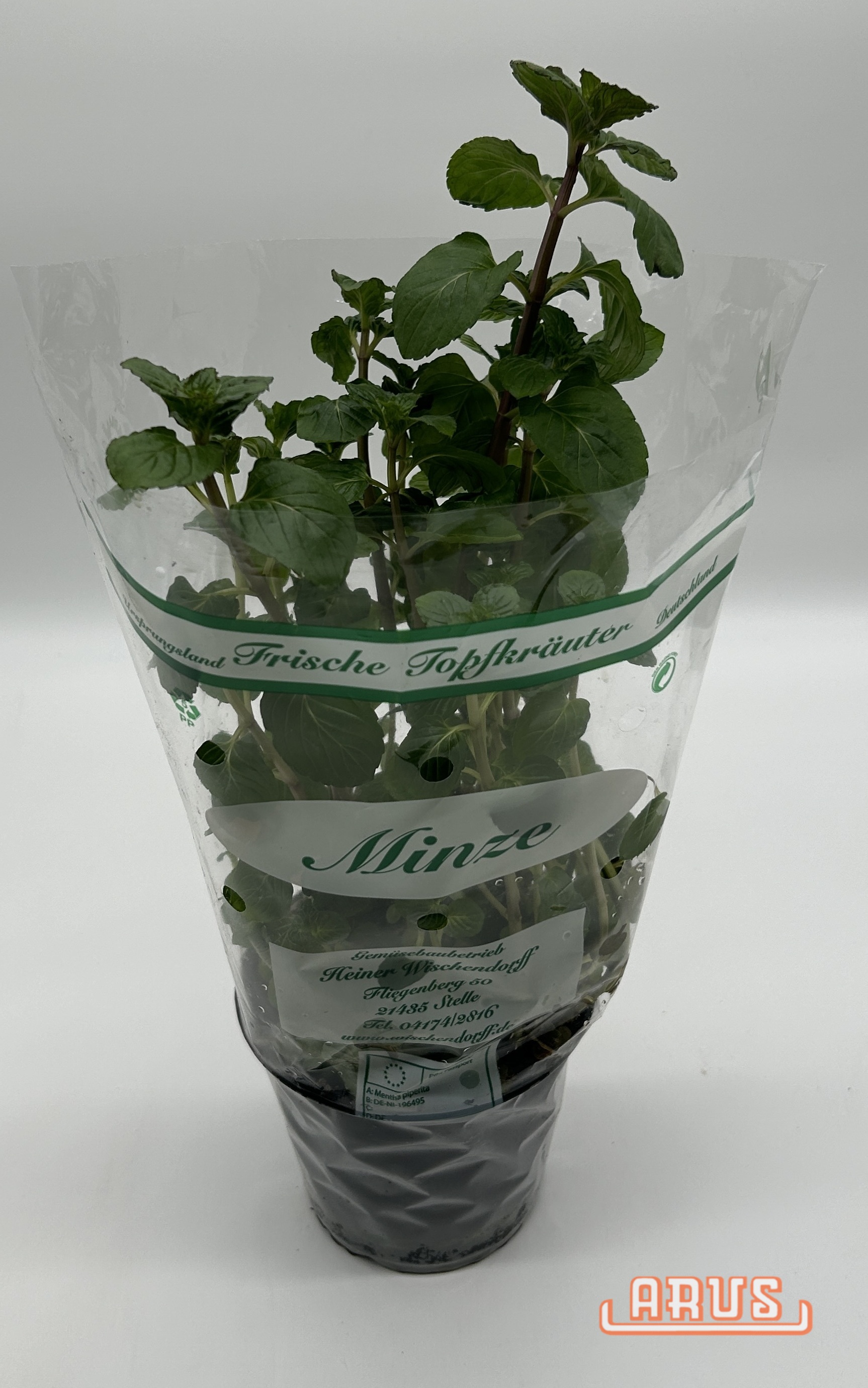 BIO Töpfe Minze, 13cm