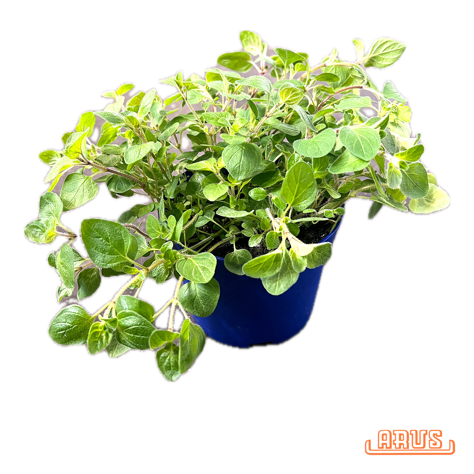 BIO Töpfe Oregano, 13cm