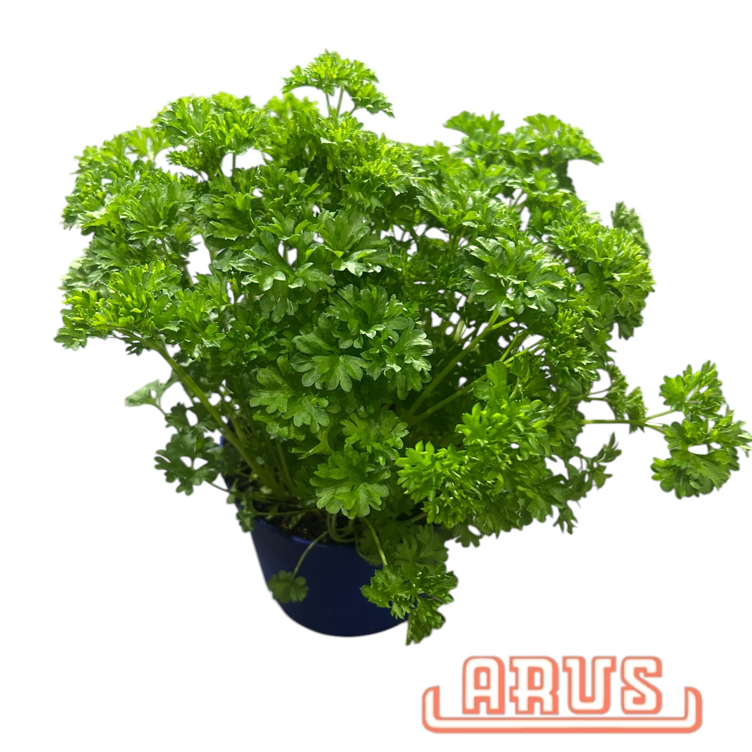 BIO Töpfe Petersilie kraus, 13cm
