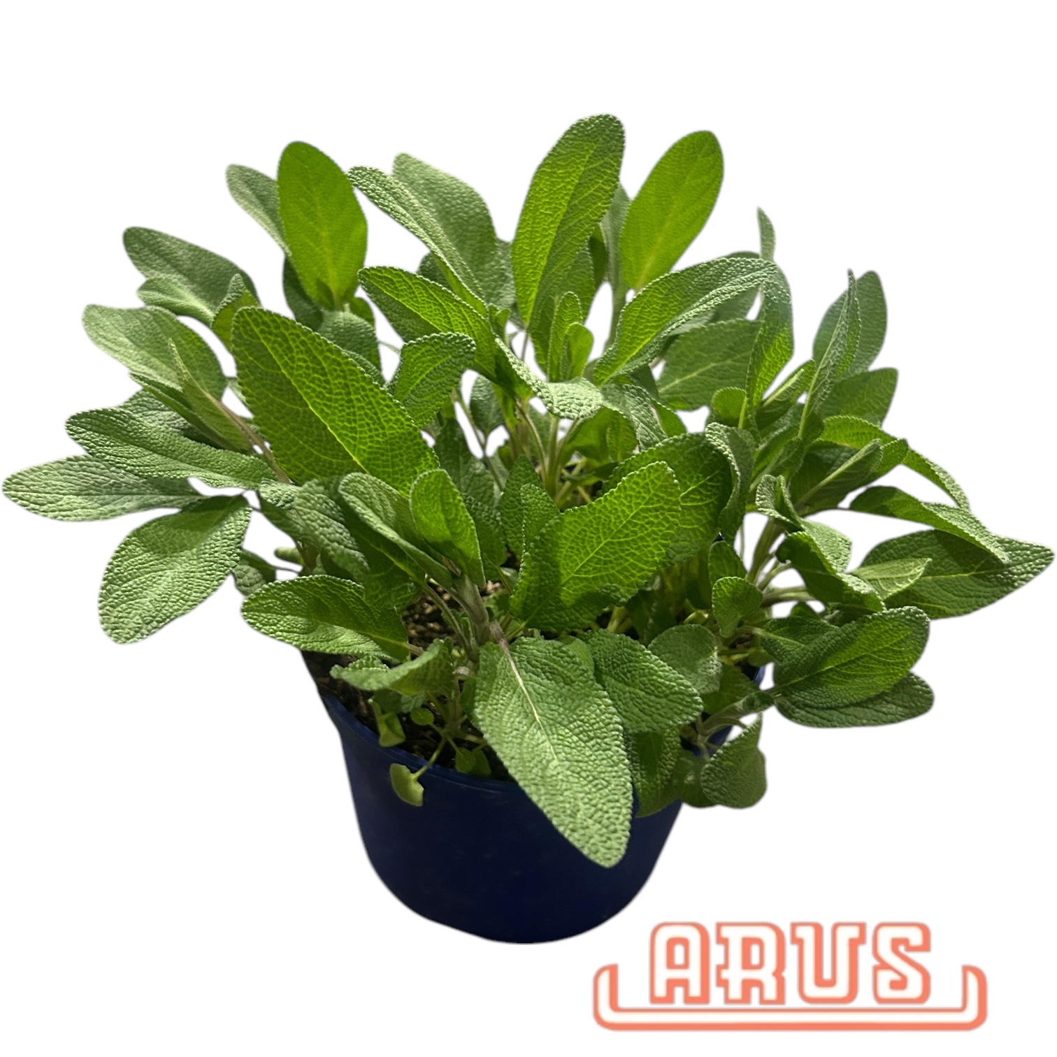 BIO Töpfe Salbei, 13cm