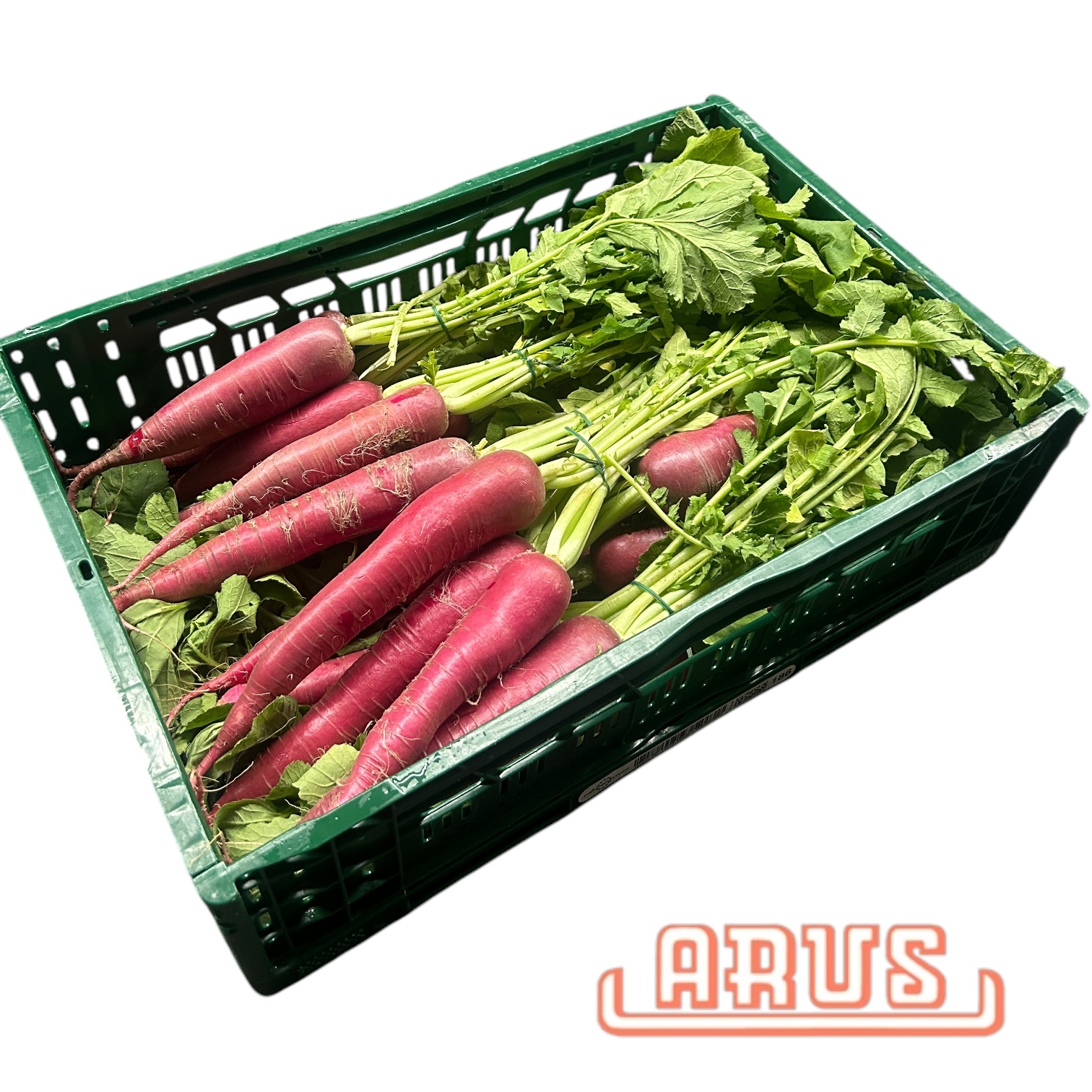 Rettich "rot" 10er -ial. -