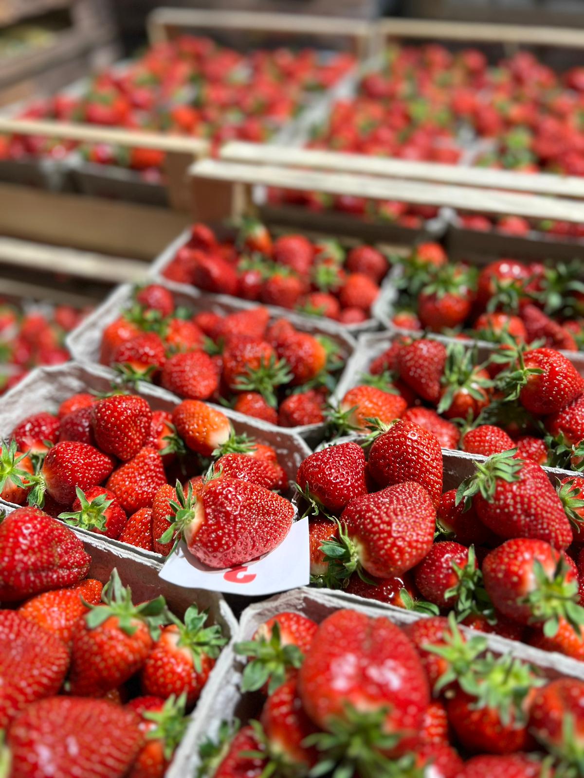 Erdbeeren 10x500g - dtsch. -
