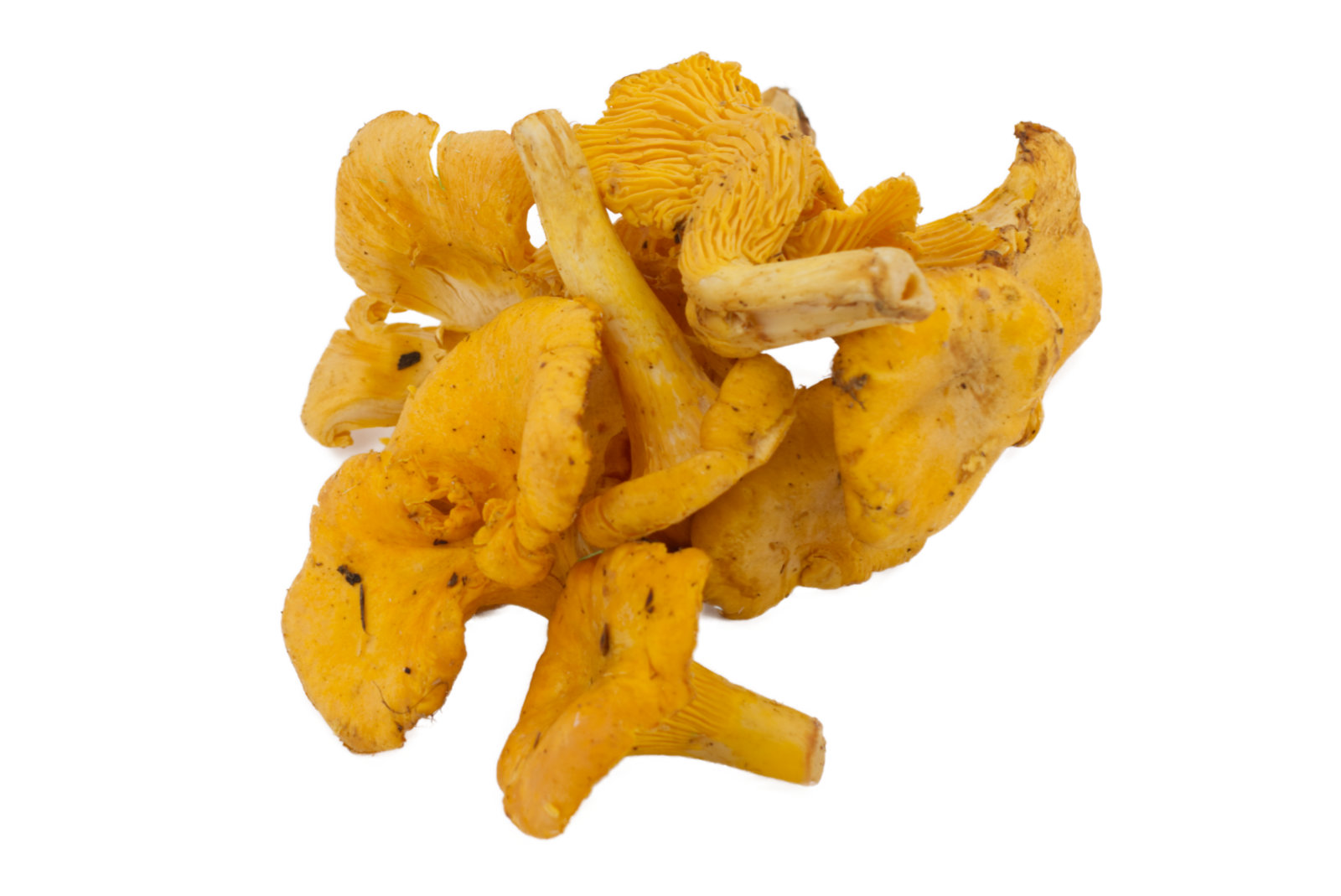 Pfifferlinge 1kg -serb.-