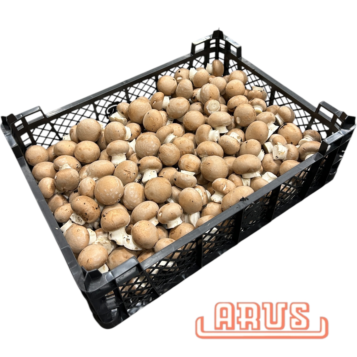 Champignon "rosé, braun" 3kg