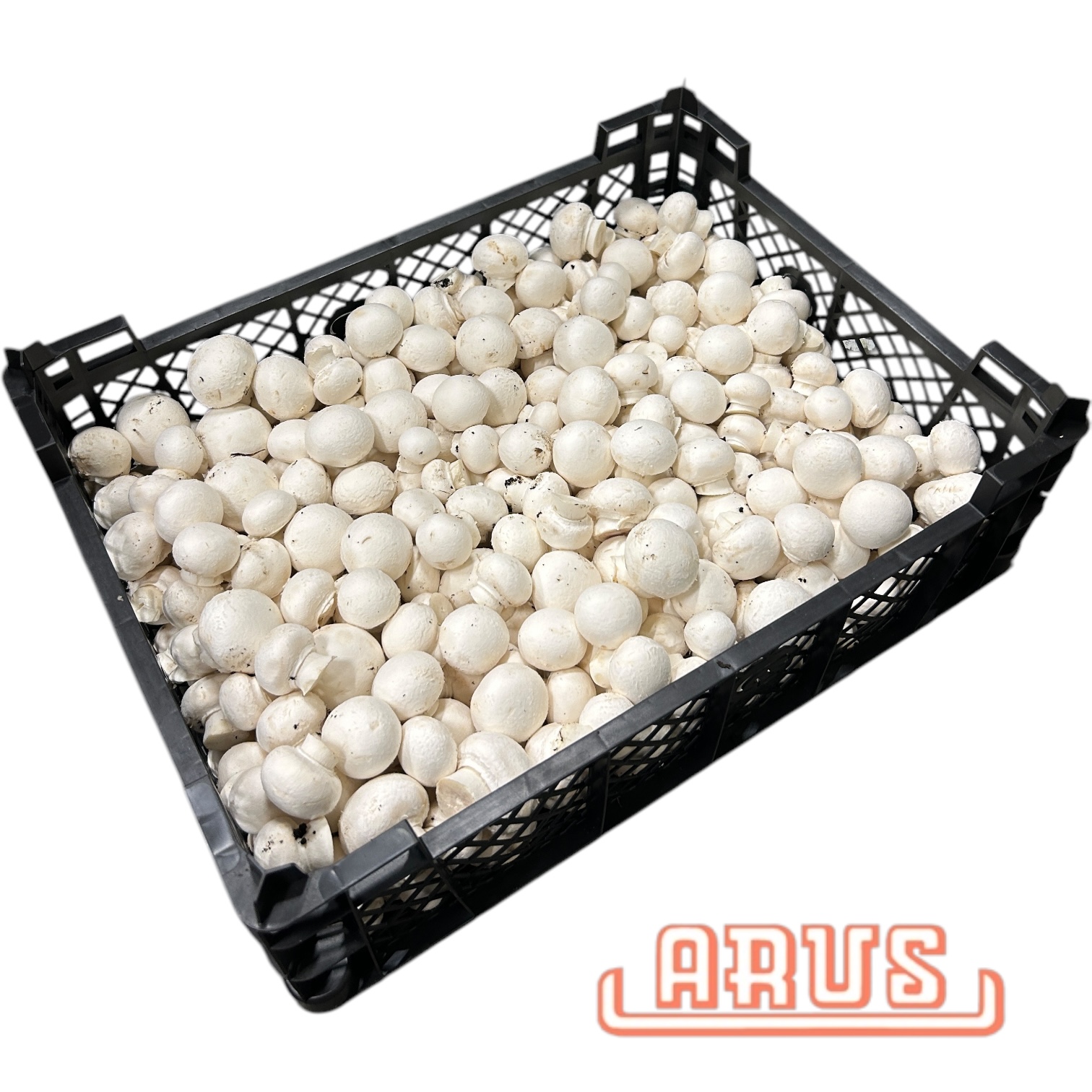 Champignon "weiss" 3kg