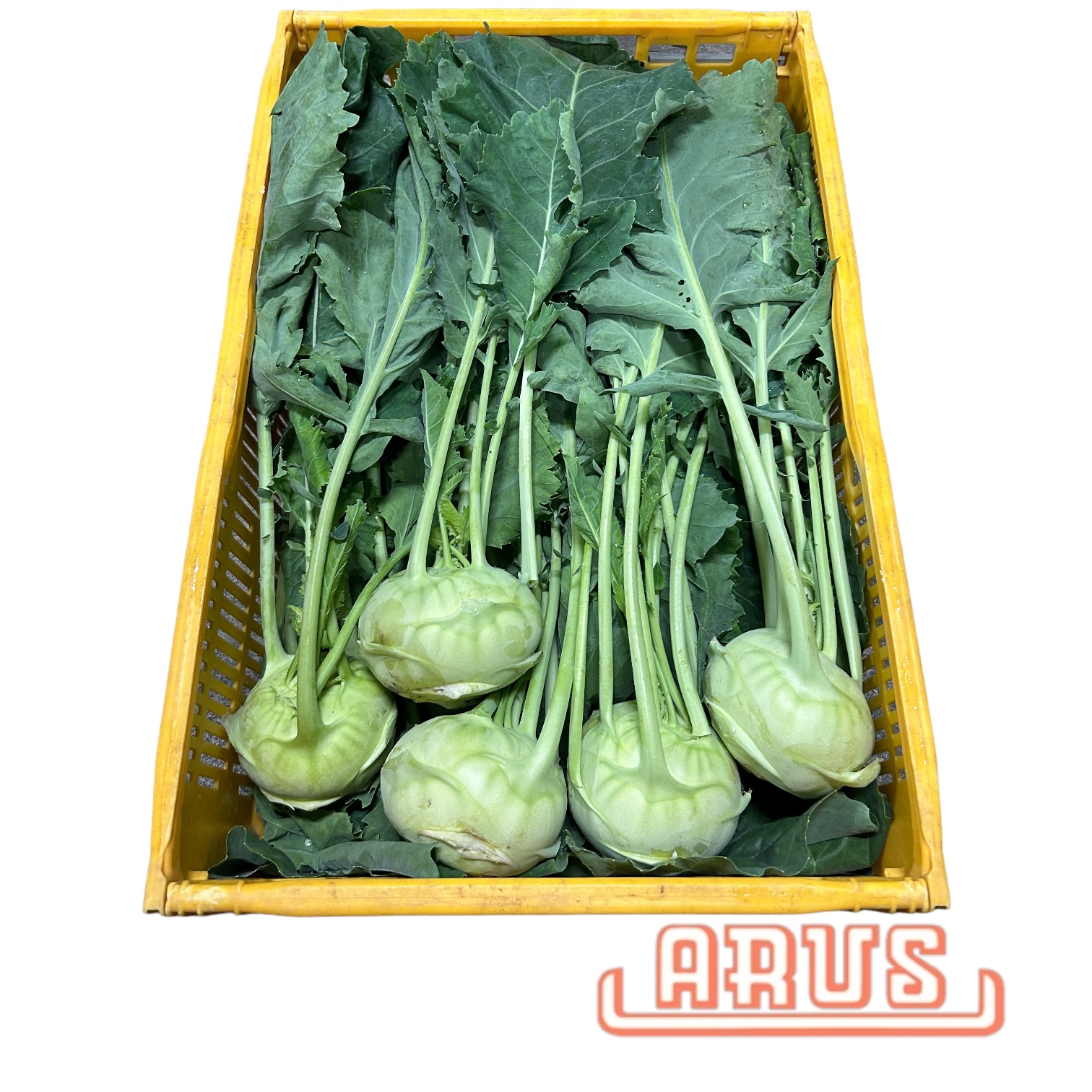 Kohlrabi 20er -dtsch. -