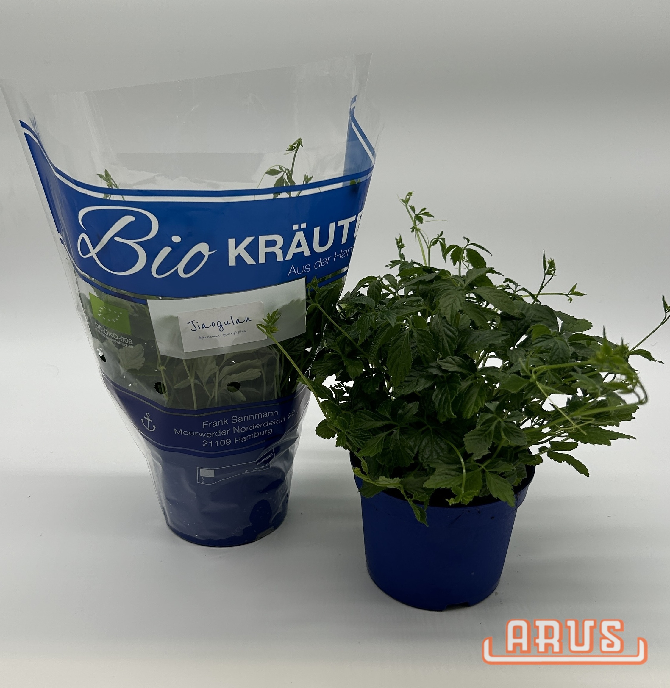 BIO Töpfe Jiaogulan/Kraut des Lebens, 13cm