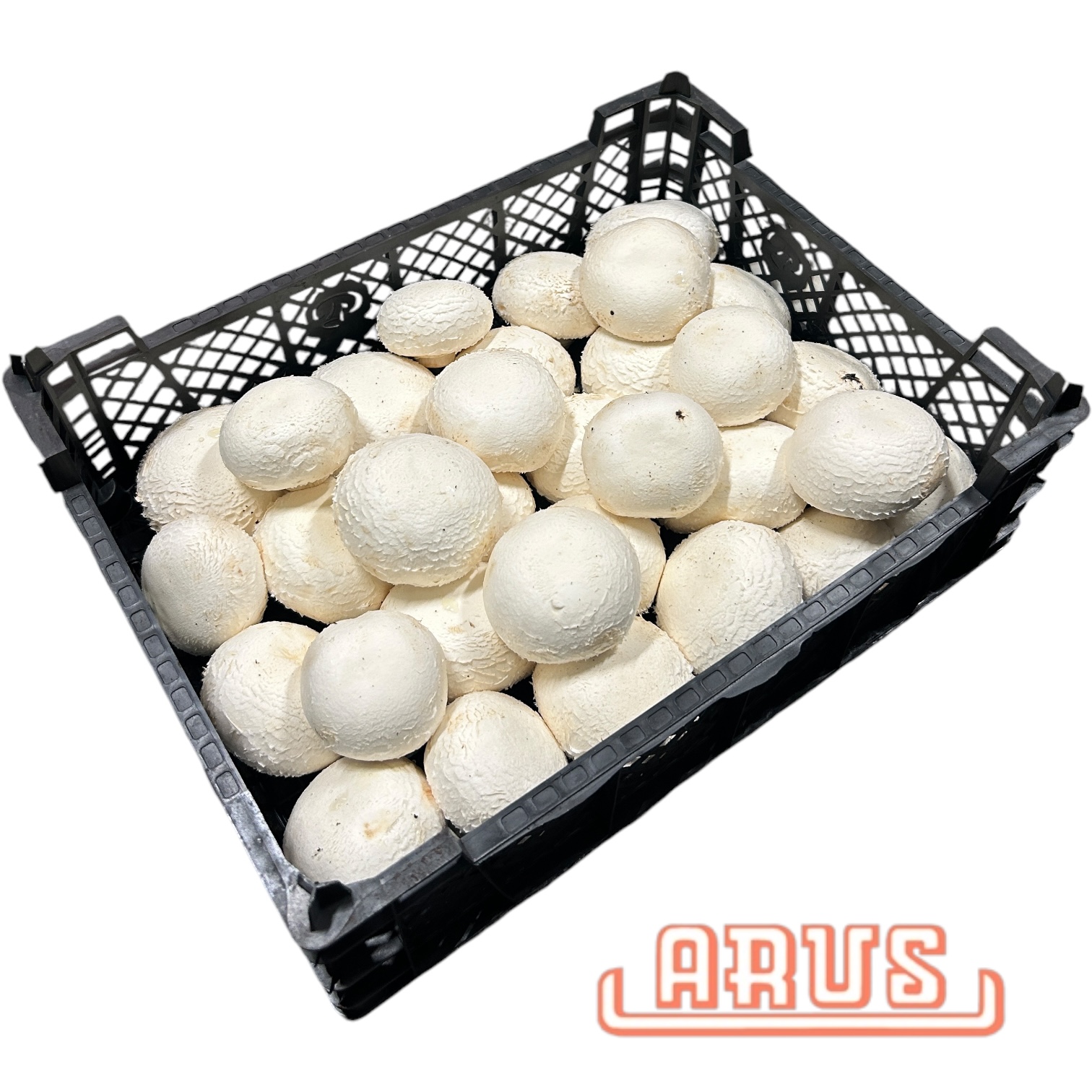 Füllchampignon "Riesenchampinon weiss"2kg